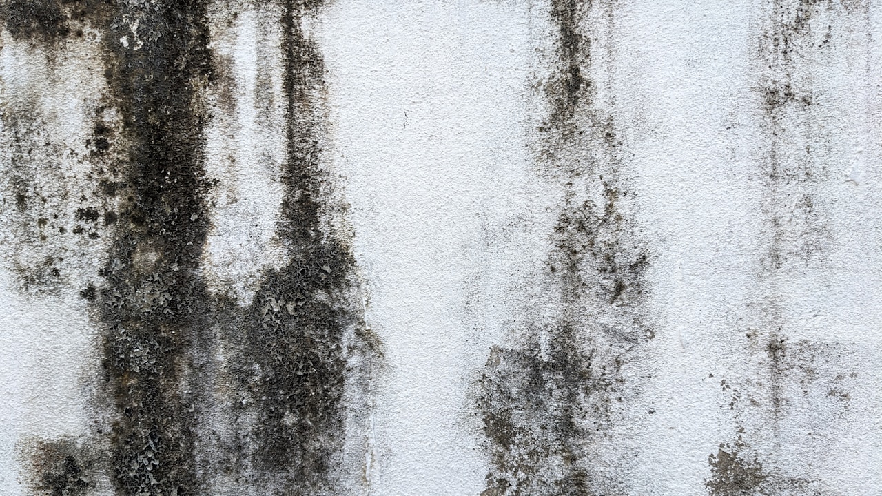 Dégâts humidité — traitement mur moisissure